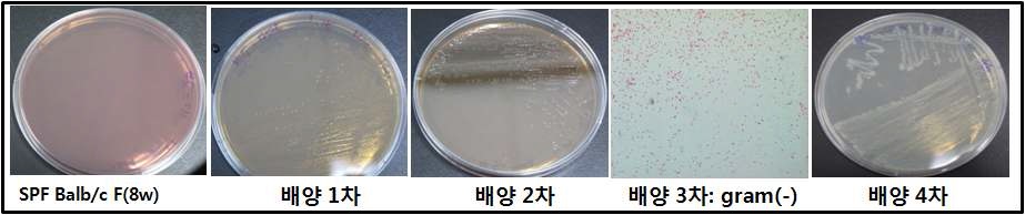 Fig. 37. Results of microbiological dection test for Balb/c mice in SPF area