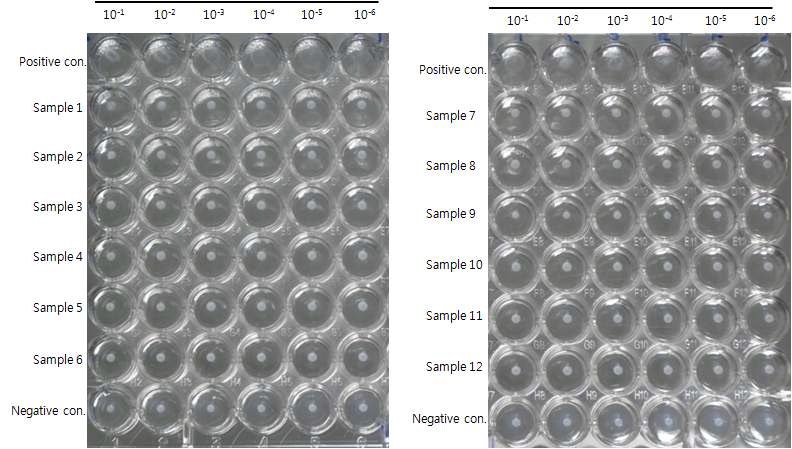 Fig. 39. Results of antigen agglutination test(Corynebacterium kutscheri)