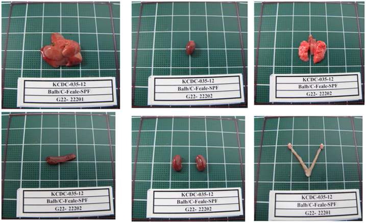Fig. 15. Gross finding of organs from Balb/c Female mice in SPF area
