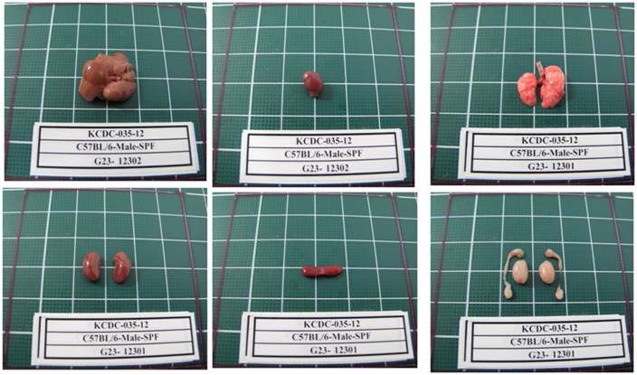 Fig. 16. Gross finding of organs from C57BL/6 Male mice in SPF area