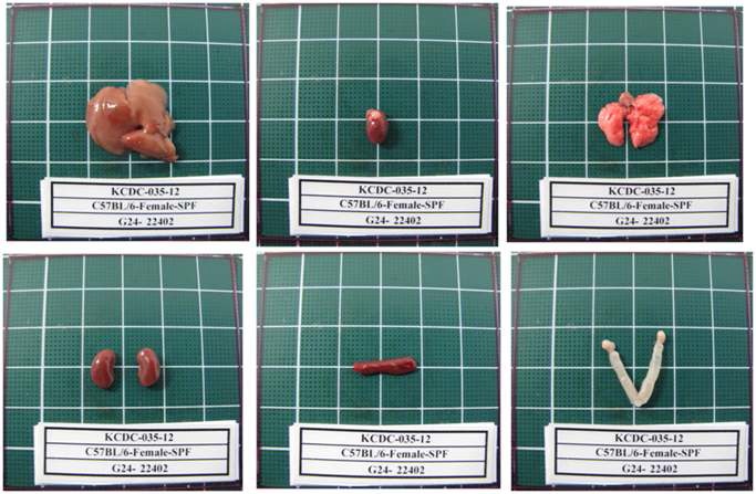 Fig. 17. Gross finding of organs from C57BL/6 Female mice in SPF area