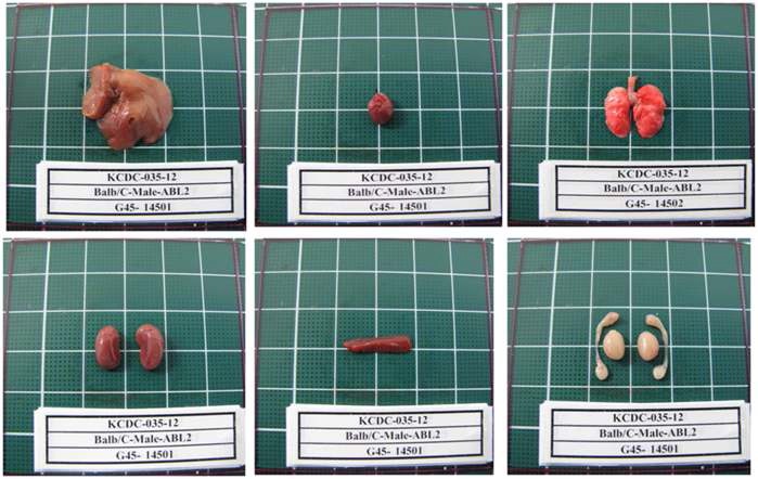 Fig. 18. Gross finding of organs from Balb/c Male mice in ABSL2 area