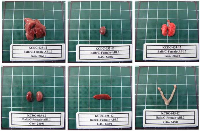 Fig. 19. Gross finding of organs from Balb/c Female mice in ABSL2 area