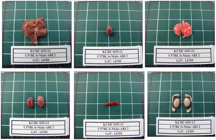 Fig. 20. Gross finding of organs from C57BL/6 Male mice in ABSL2 area