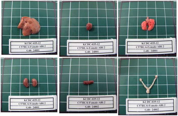 Fig. 21. Gross finding of organs from C57BL/6 female mice in ABSL2 area