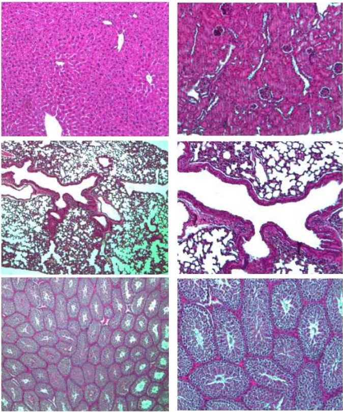 Fig. 22. Histopathological finding of organ from Balb/c male mice in SPF area Hematoxylin and Eosin (H & E). x 100