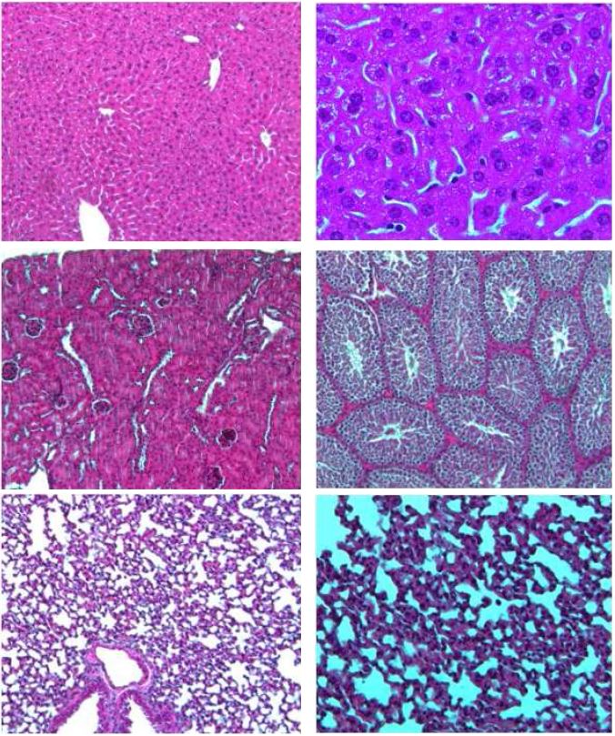 Fig. 23. Histopathological finding of organ from Balb/c female mice in SPF area Hematoxylin and Eosin (H & E). x 100