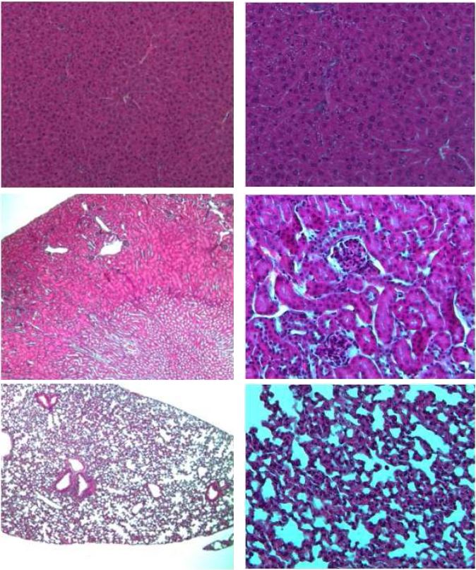 Fig. 24. Histopathological finding of organ from C57BL/6 male mice in SPF area Hematoxylin and Eosin (H & E). x 100