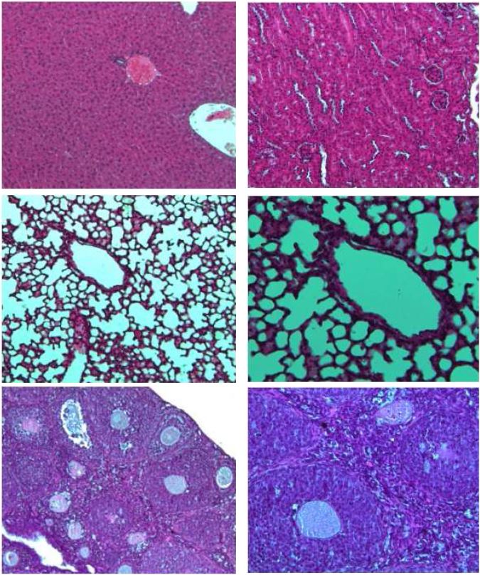 Fig. 25. Histopathological finding of organ from C57BL/6 female mice in SPF area Hematoxylin and Eosin (H & E). x 100