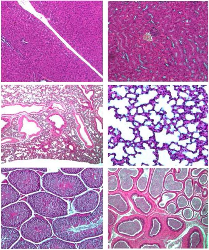 Fig. 26. Histopathological finding of organ from Balb/c male mice in ABSL-2 area Hematoxylin and Eosin (H & E). x 100