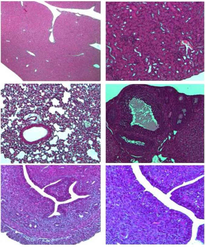 Fig. 27. Histopathological finding of organ from Balb/c female mice in ABSL-2 area Hematoxylin and Eosin (H & E). x 100