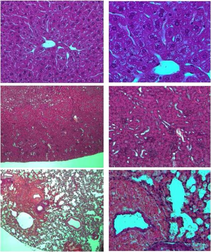 Fig. 28. Histopathological finding of organ from C57BL/6 male mice in ABSL-2 area Hematoxylin and Eosin (H & E). x 100