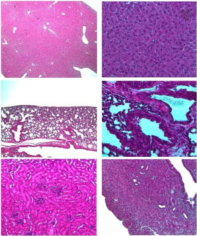 Fig. 29. Histopathological finding of organ from C57BL/6 female mice in ABSL-2 area Hematoxylin and Eosin (H & E). x 100