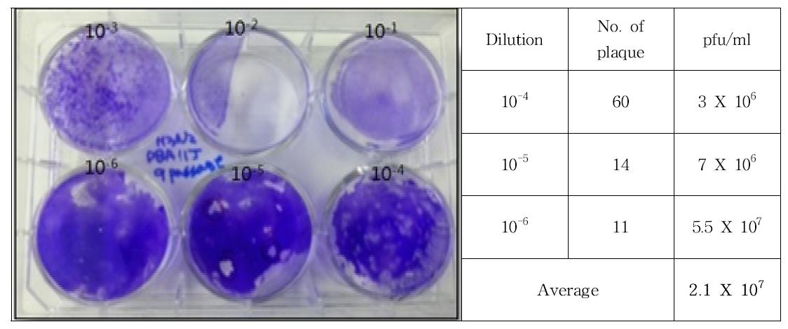 Result of plaque assay for mouse-adapted H3N2 influenza virus in DBA/1J-7 passage