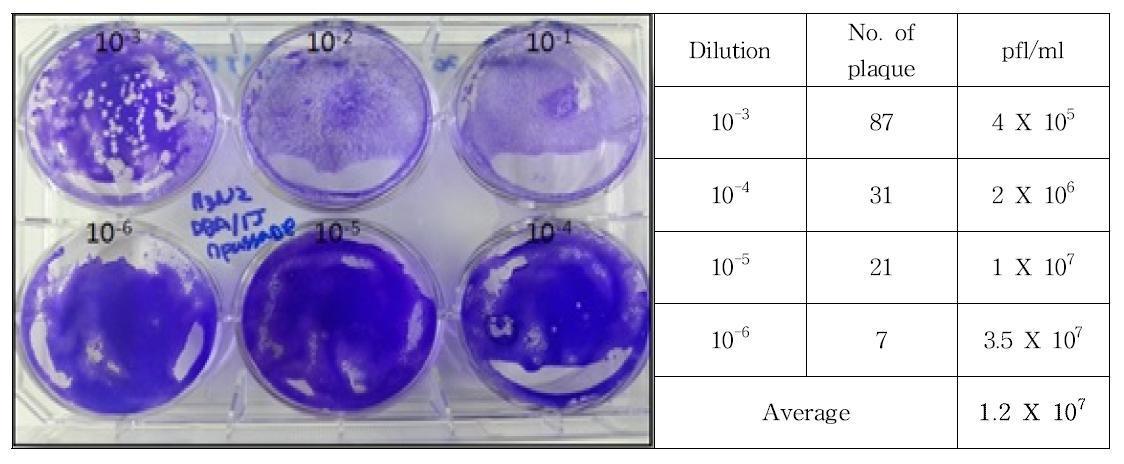 Result of plaque assay for mouse-adapted H3N2 influenza virus in DBA/1J-9 passage