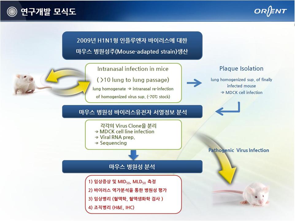 Diagrammatic representation of general approach used for the production of mouse-adapted influenza virus, genetic analysis of isolated mutant virus clone, and pathogenic analysis