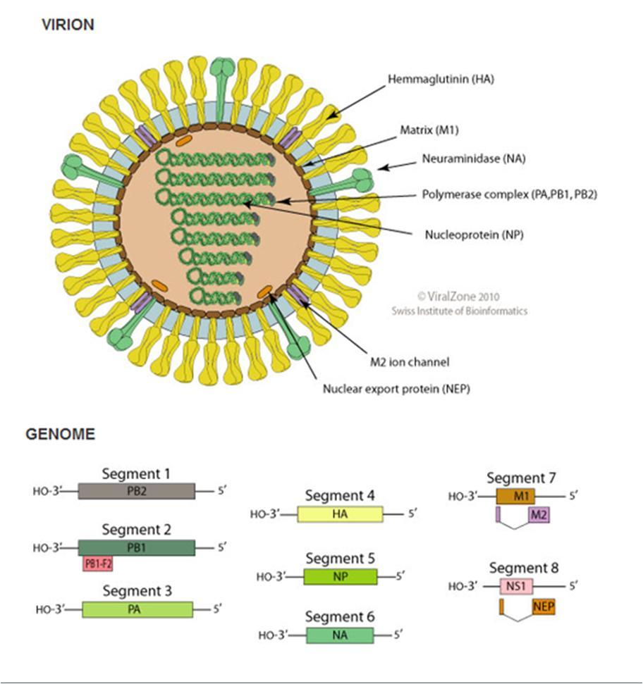 Structure of the influenza A virus and genome