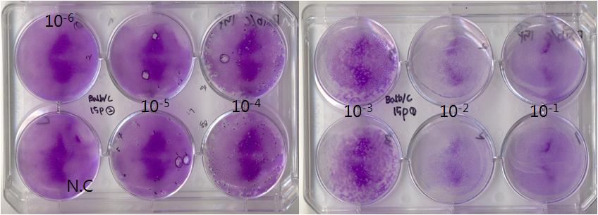 Result of plaque assay with lung homogenate obtained from Balb/c-15 passage