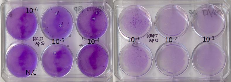 Result of plaque assay with lung homogenate obtained from Balb/c-26 passage