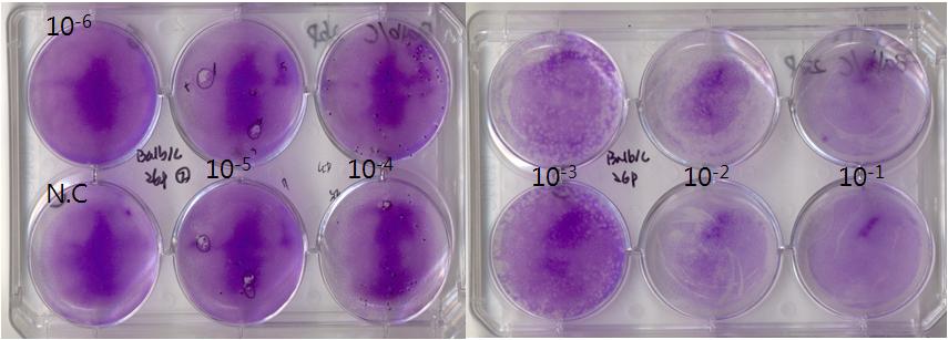 Result of plaque assay with lung homogenate obtained from DBA/1J-13 passage