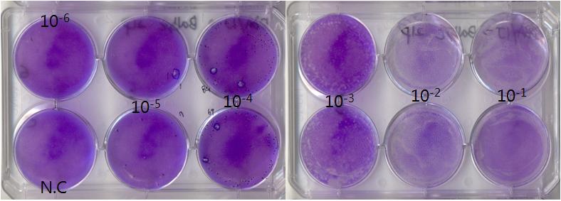 Result of plaque assay with lung homogenate obtained from DBA/1J-19 passage