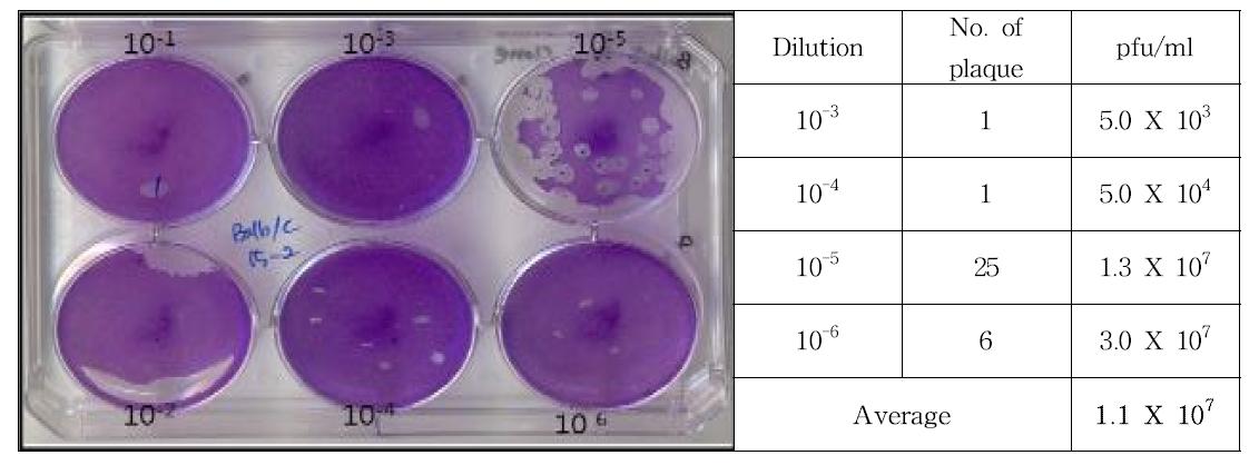 Result of plaque assay for Balb/c 15-1 clone