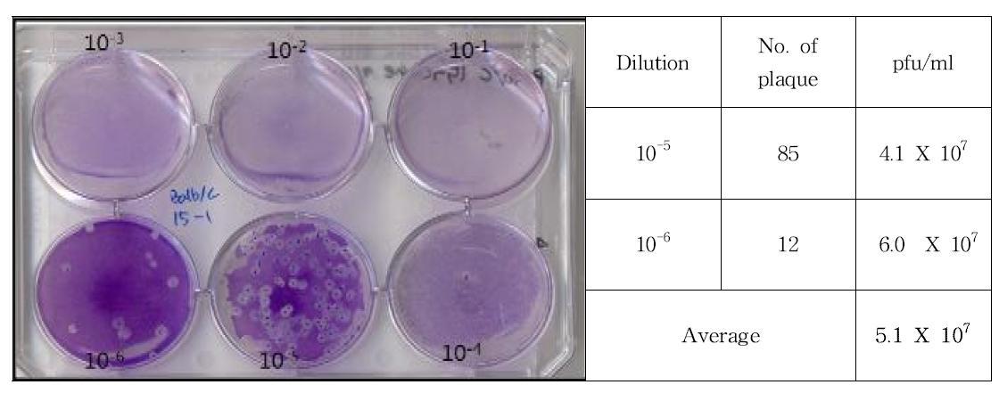 Result of plaque assay for Balb/c 15-2 clone