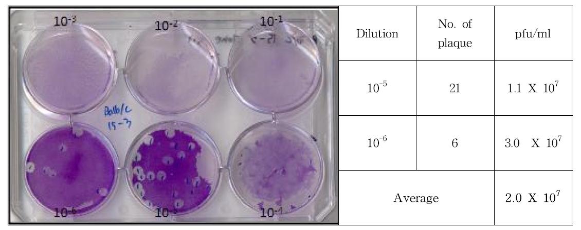 Result of plaque assay for Balb/c 15-3 clone