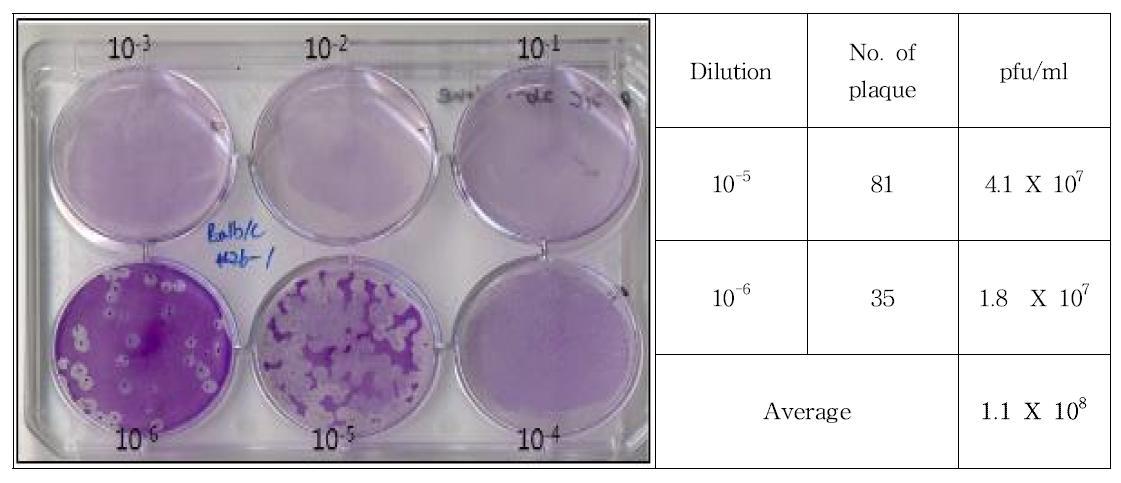 Result of plaque assay for Balb/c 26-1 clone