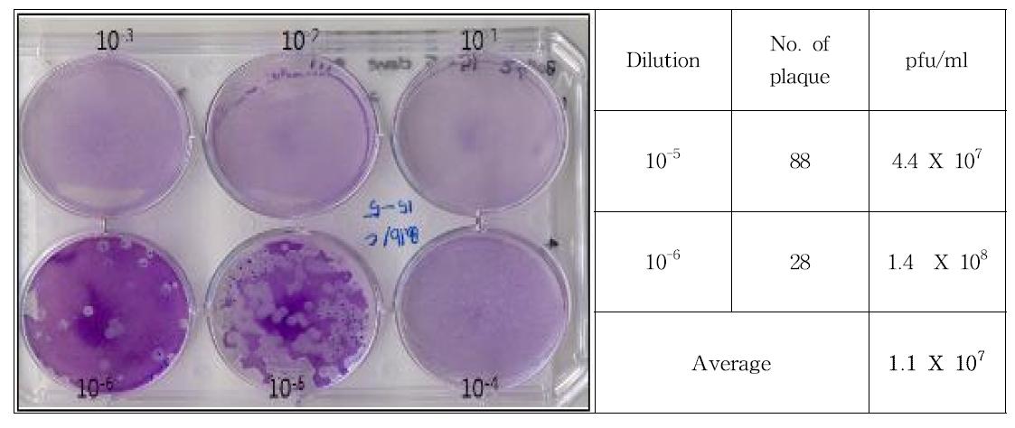 Result of plaque assay for Balb/c 15-5 clone