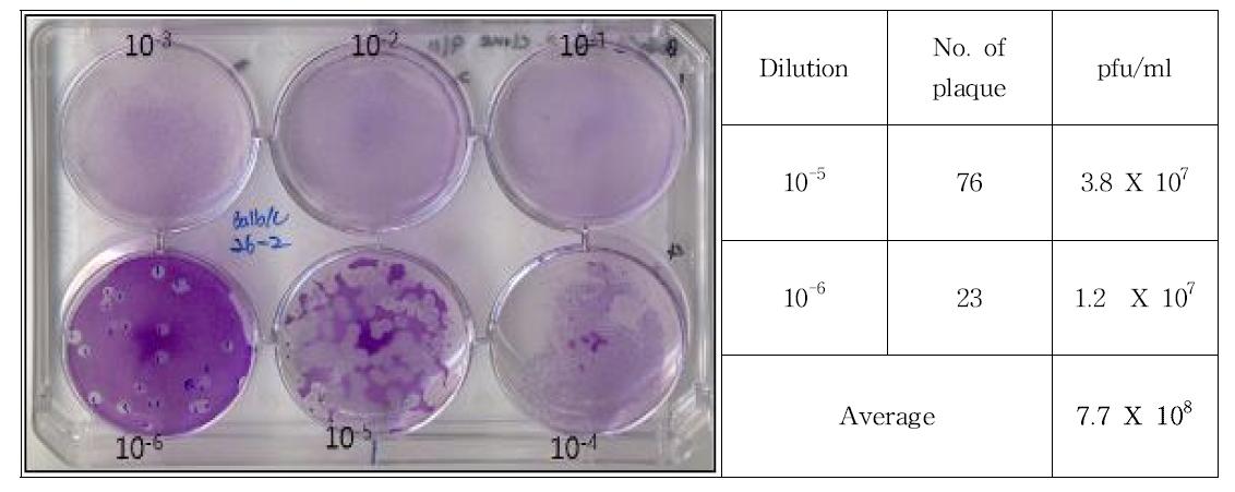 Result of plaque assay for Balb/c 26-2 clone