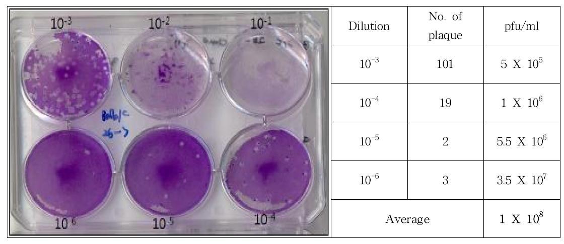 Result of plaque assay for Balb/c 26-3 clone