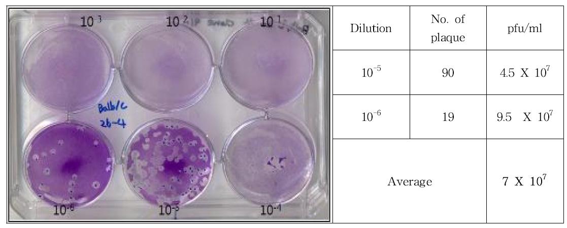 Result of plaque assay for Balb/c 26-4 clone