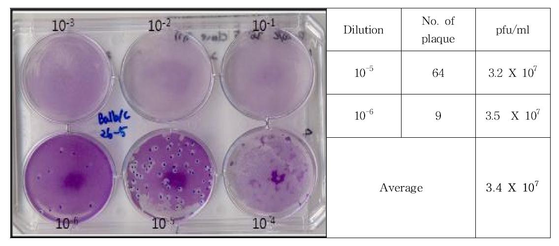 Result of plaque assay for Balb/c 26-5 clone