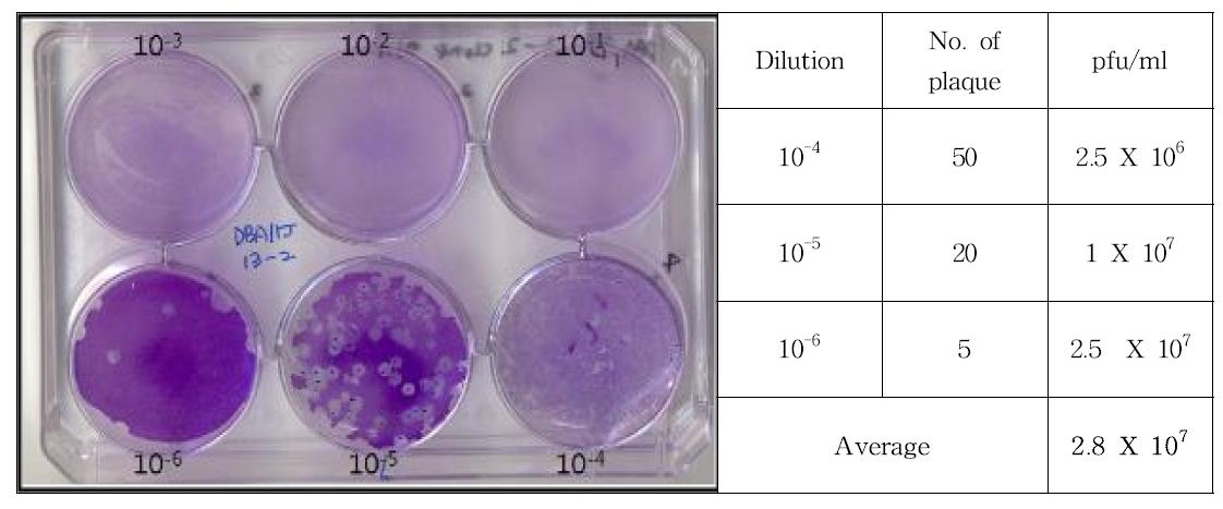 Result of plaque assay for DBA/1J 13-2 clone