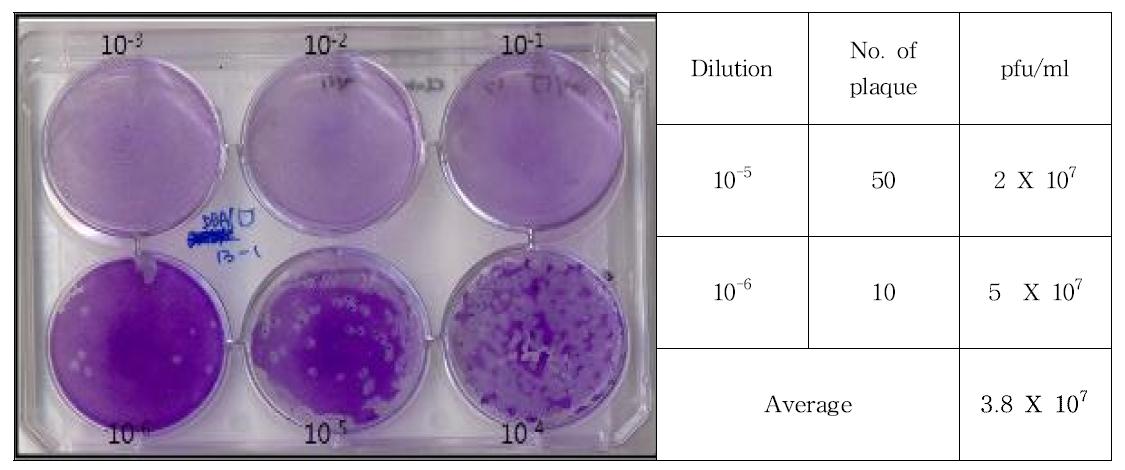 Result of plaque assay for DBA/1J 13-1 clone