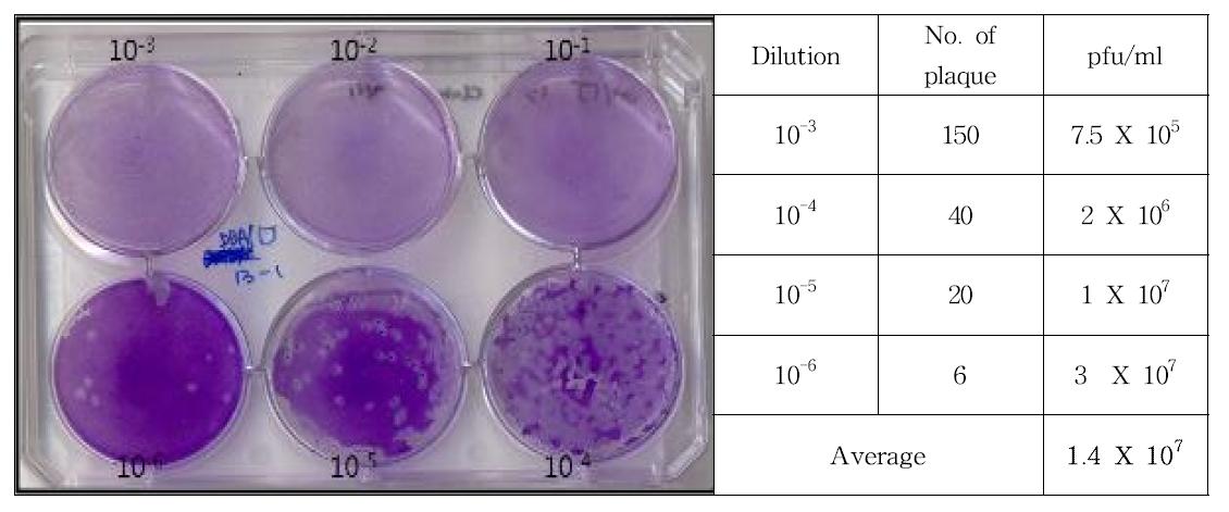 Result of plaque assay for DBA/1J 13-4 clone