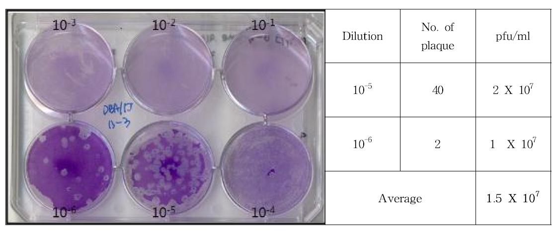 Result of plaque assay for DBA/1J 13-3 clone