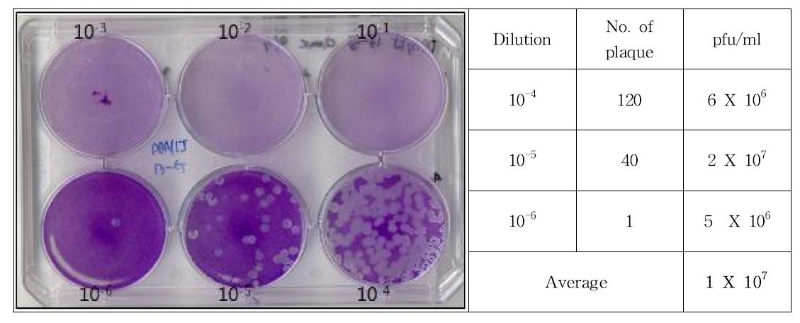 Result of plaque assay for DBA/1J 13-5 clone