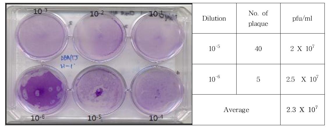 Result of plaque assay for DBA/1J 19-1 clone