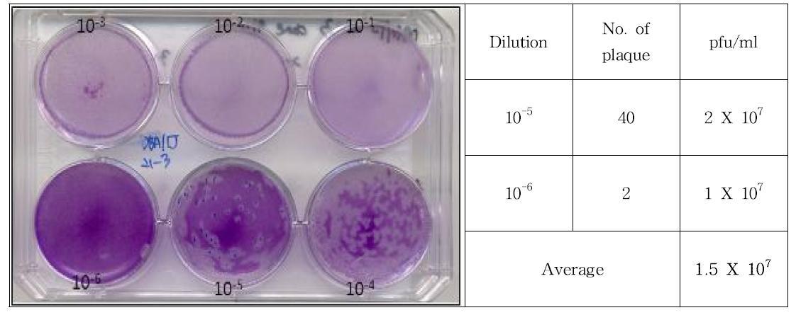 Result of plaque assay for DBA/1J 19-3 clone