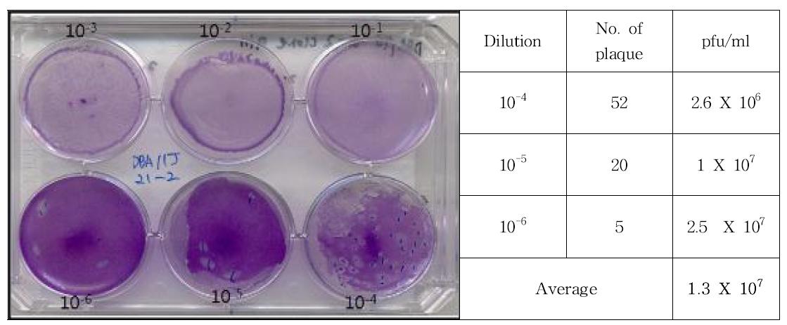 Result of plaque assay for DBA/1J 19-2 clone