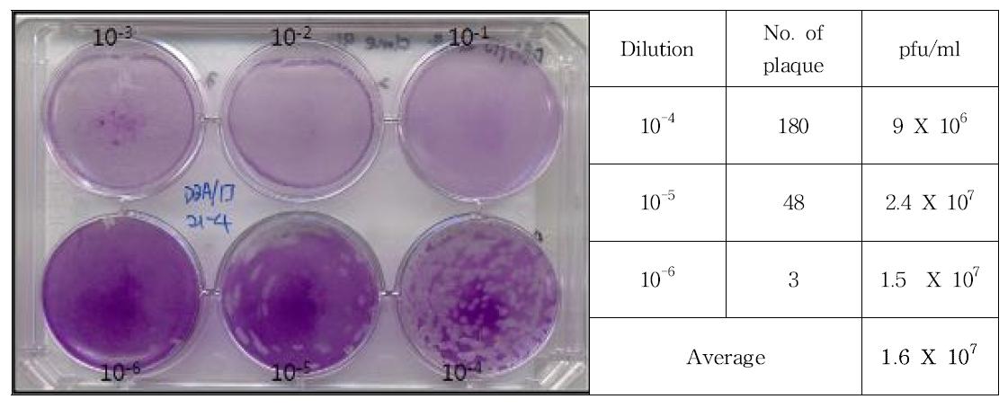 Result of plaque assay for DBA/1J 19-4 clone