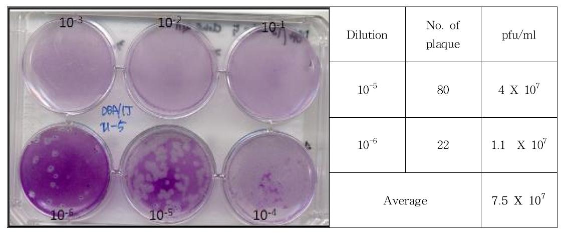 Result of plaque assay for DBA/1J 19-5 clone