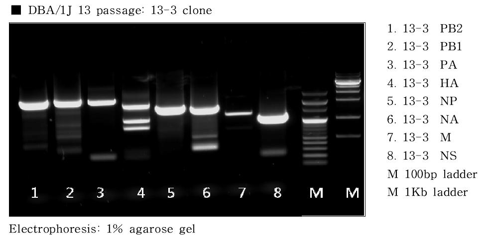 PCR product for 8 genes of mouse-adapted H1N1 influenza virus (DBA/1J 13-3 clone) using a specific primer for each gene