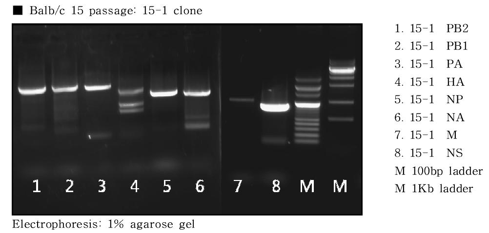 PCR product for 8 genes of mouse-adapted H1N1 influenza virus (Balb/c 15-1 clone) using a specific primer for each gene