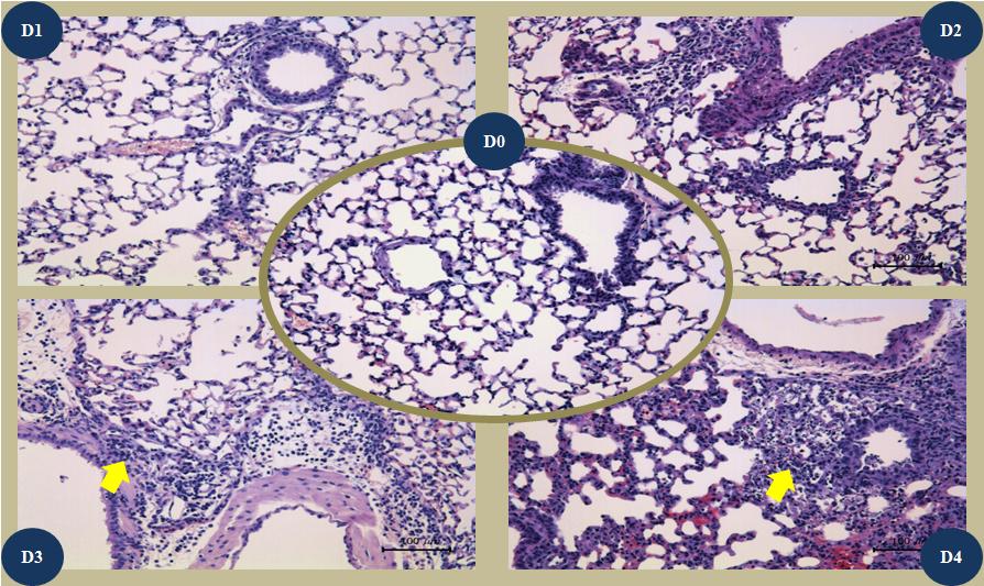 Histopathologic findings on H&E staining with lung tissues of Balb/c mice infected with wild type influenza virus during 4 days