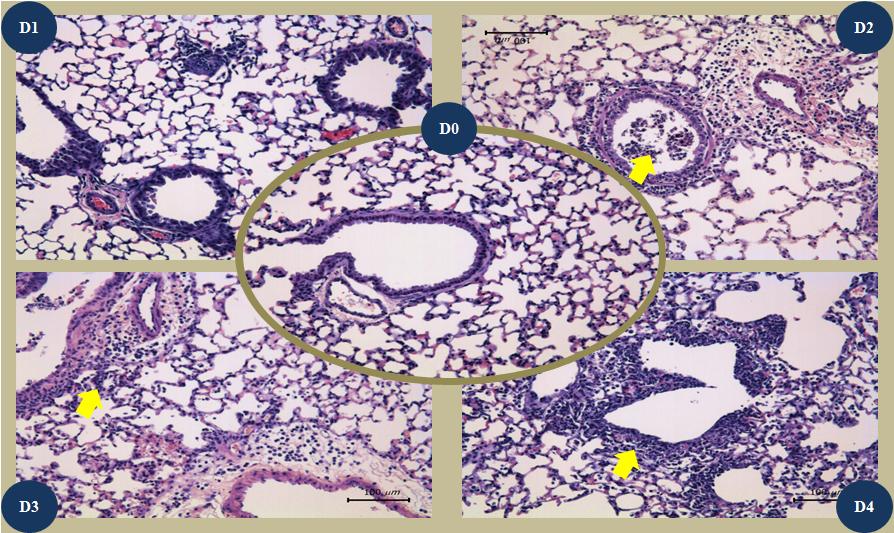 Histopathologic findings on H&E staining with lung tissues of Balb/c mice infected with mutant-influenza virus during 4 days