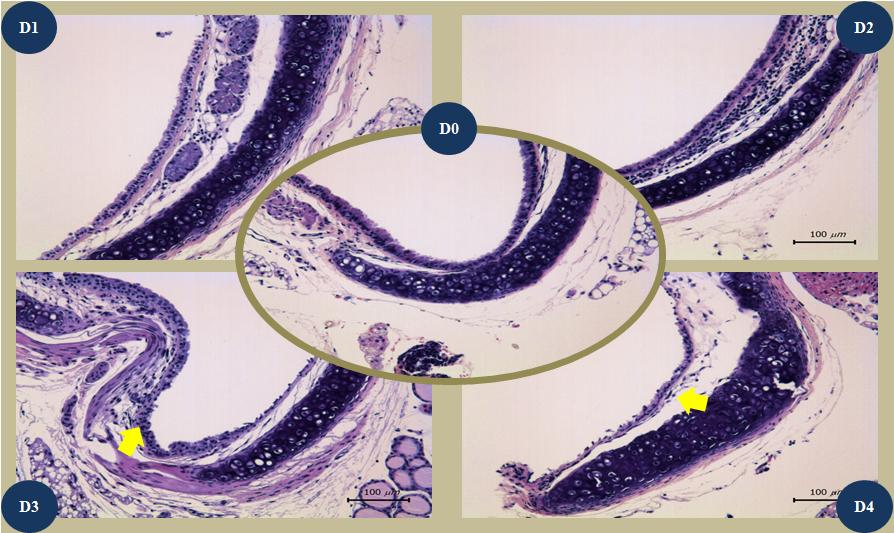 Histopathologic findings on H&E staining with trachea tissues of Balb/c mice infected with wild type influenza virus during 4 days