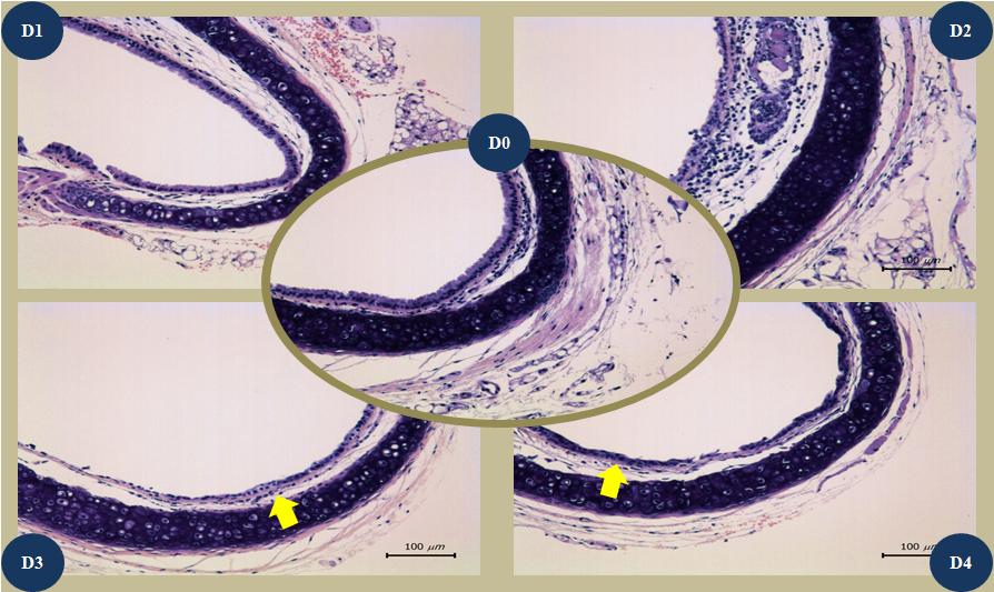 Histopathologic findings on H&E staining with trachea tissues of Balb/c mice infected with mutant-influenza virus during 4 days